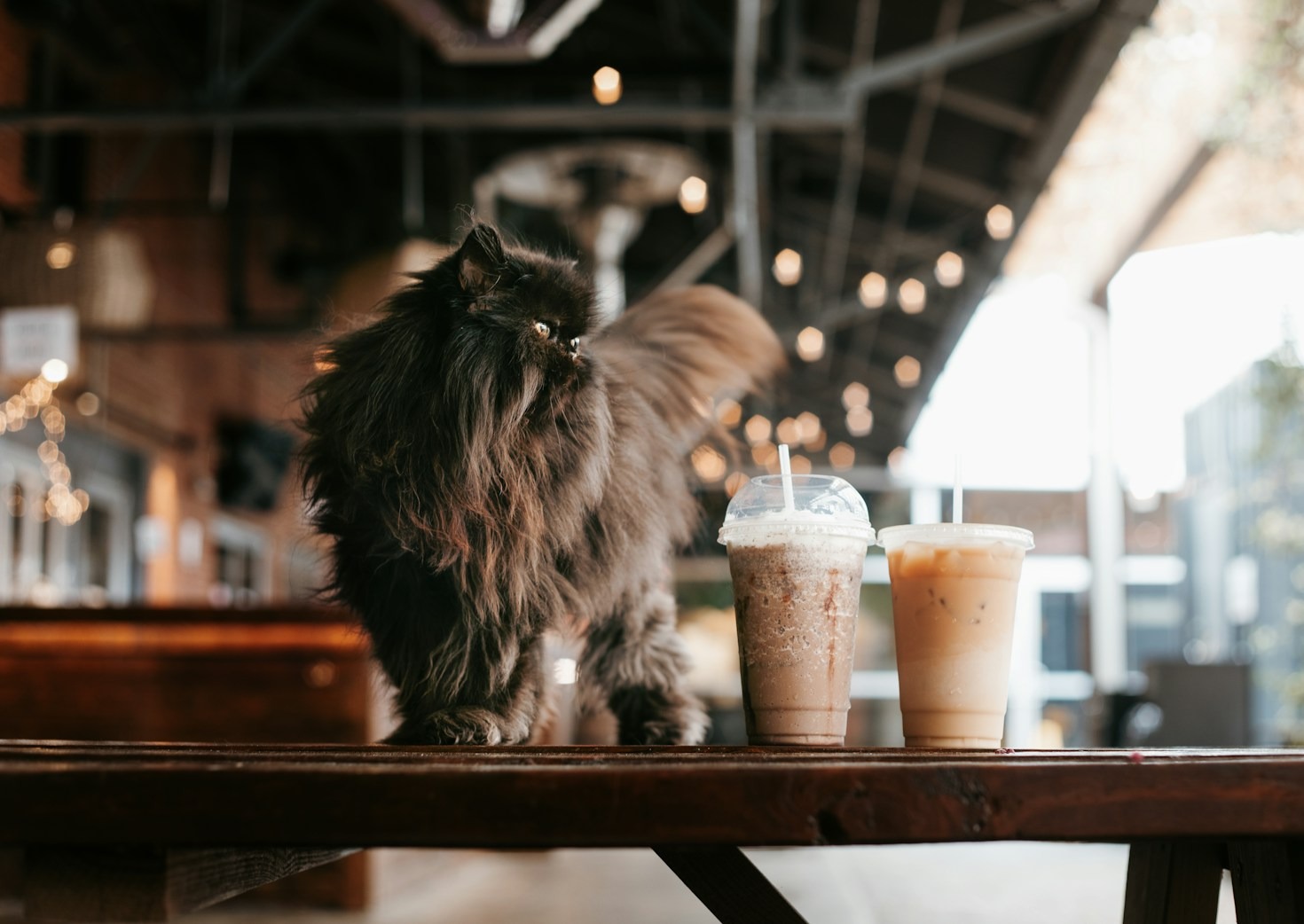 Unlock the Mental Health Magic of Cat Cafés