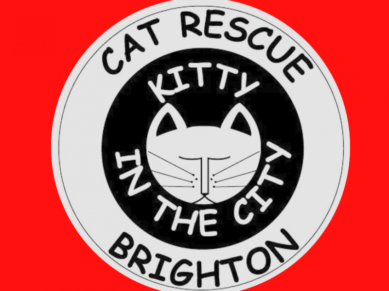 Kitty In The City Cat Rescue
